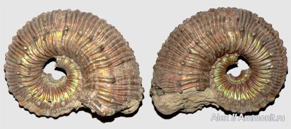 аммониты, юра, Kosmoceras, келловей, Ammonites, Kosmoceras duncani, Callovian, Jurassic, Middle Jurassic