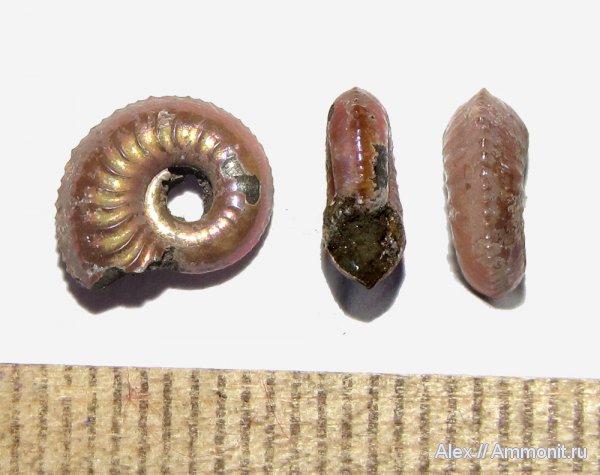 аммониты, юра, оксфорд, Марково, Amoeboceras, Cardioceratidae, Ammonites, Oxfordian, Jurassic