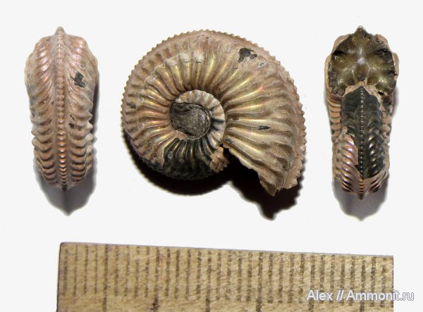 аммониты, юра, оксфорд, Марково, Amoeboceras, Amoeboceras alternans, Cardioceratidae, Ammonites, Oxfordian, Jurassic
