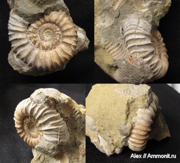 аммониты, юра, Pavlovia, волжский ярус, Ammonites, Pavlovia raricostata, р. Ятрия, Dorsoplanitidae, Volgian, Jurassic