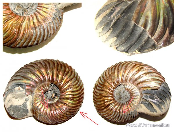 аммониты, юра, келловей, Quenstedtoceras, Quenstedtoceras lamberti, Ammonites, Quenstedtoceratinae, Wrinkle layer, морщинистый слой, Supracephalic attachment area, Callovian, Jurassic, Middle Jurassic