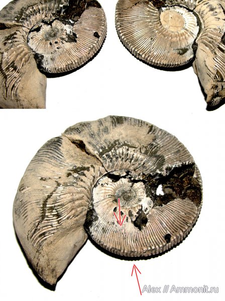 аммониты, юра, Kosmoceras, келловей, Kosmoceras proniae, Kosmoceratidae, Ammonites, Wrinkle layer, морщинистый слой, Supracephalic attachment area, Callovian, Jurassic, Middle Jurassic