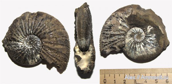 аммониты, юра, Virgatites, волжский ярус, Virgatites virgatus, Ammonites, Virgatitidae, Volgian, Jurassic