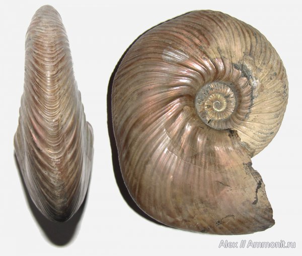 юра, макроконхи, келловей, Quenstedtoceras, Quenstedtoceras lamberti, Дубки, прижизненные повреждения, Placunopsis, Macroconchs, обрастание аммонитов, ammonoid sublethal injuries, Callovian, Jurassic, Middle Jurassic