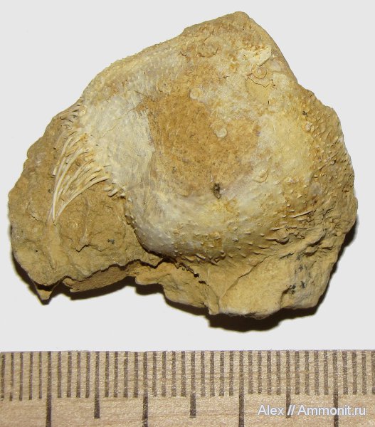 брахиоподы, девон, Devonian, Productida, Microconchida, Donalosia multispinosa, Donalosia, Tentaculita, Palaeoconchus