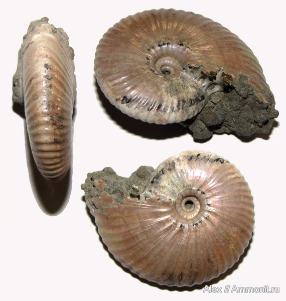 аммониты, юра, Funiferites, келловей, Funiferites patruus, Ammonites, Callovian, Jurassic, Middle Jurassic