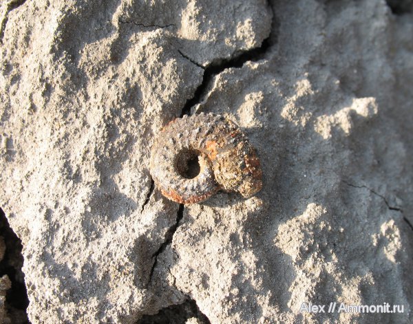 палеонтология, аммониты, юра, Kosmoceras, келловей, Ammonites, Callovian, Jurassic, Middle Jurassic