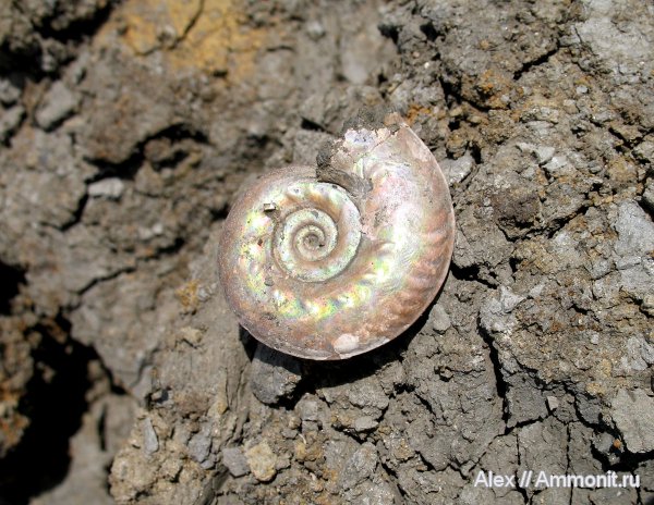 аммониты, юра, Brightia, келловей, микроскульптура, Brightia brightii, Ammonites, Callovian, Jurassic, Middle Jurassic