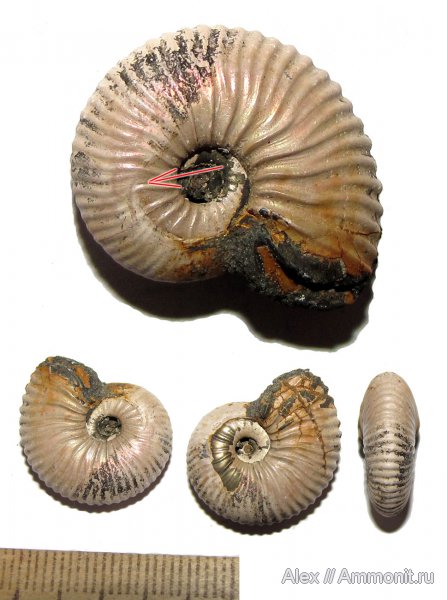 аммониты, юра, микроконхи, келловей, Pseudocadoceras, Ammonites, Wrinkle layer, морщинистый слой, миниконхи, Microconchs, Supracephalic attachment area, Callovian, Jurassic, Miniconchs