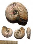 Морщинистый слой Pseudocadoceras