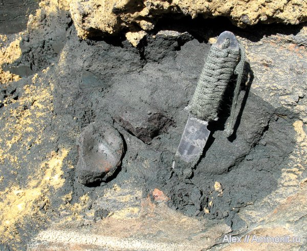 рептилии, юра, ихтиозавры, волжский ярус, позвонки, Volgian, Jurassic