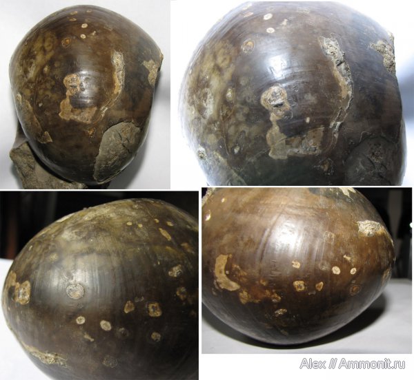 юра, серпулы, макроконхи, Serpula, нижний келловей, келловей, Rondiceras, Никитино, Serpulidae, Cadoceratinae, Cardioceratidae, эпибионты, Macroconchs, Callovian, Jurassic, Middle Jurassic, Lower Callovian