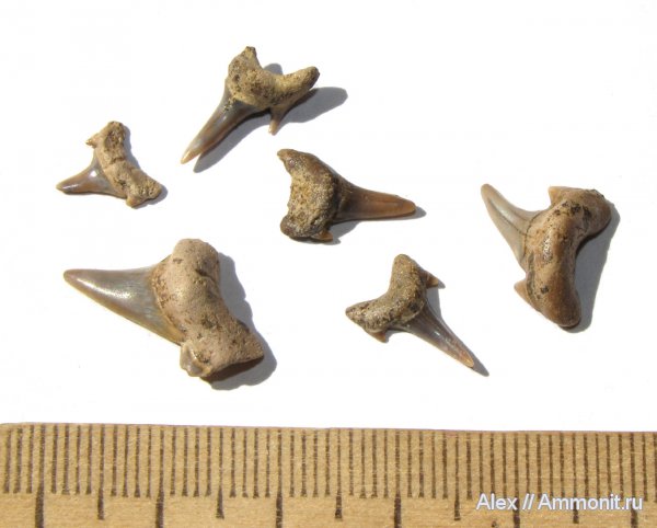 мел, акулы, сеноман, зубы акул, Варавино, Cenomanian, Cretaceous, shark teeth, sharks