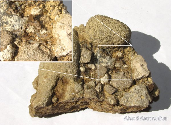 мел, акулы, сеноман, зубы акул, Варавино, Cenomanian, Cretaceous, shark teeth, sharks