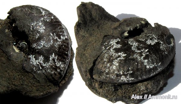 аммониты, Еганово, Craspedites, Craspedites ivanovi, Ammonites, лопастные линии, Craspeditidae