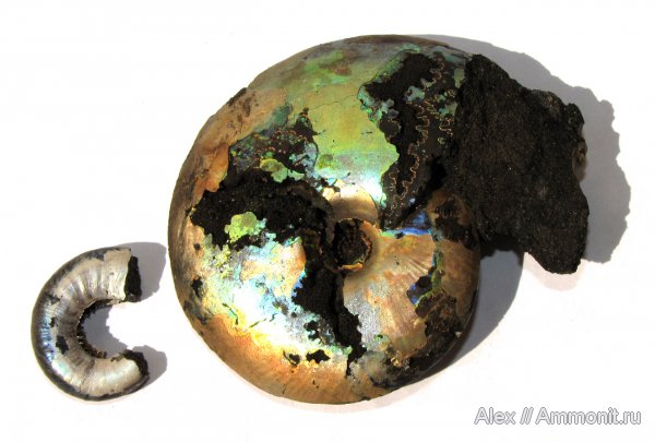 юра, Kachpurites, волжский ярус, Garniericeras, Еганово, Kachpurites fulgens, Garniericeras catenulatum, прижизненная окраска, зона Craspedites subditus, зона Kachpurites fulgens, Volgian, Jurassic