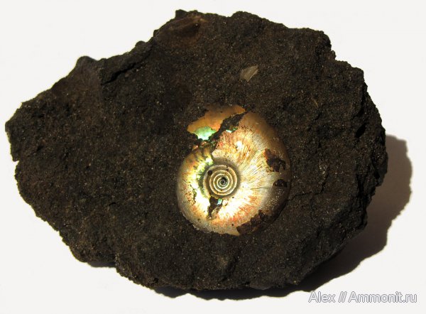 аммониты, юра, волжский ярус, Garniericeras, Еганово, Garniericeras catenulatum, Ammonites, зона Craspedites subditus, Garniericeratinae, Volgian, Jurassic