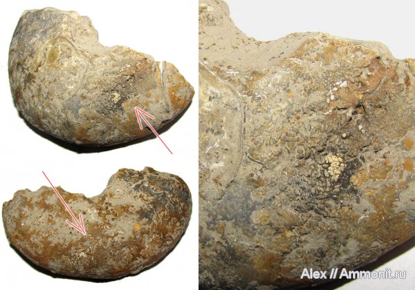 аммониты, юра, Пески, келловей, Quenstedtoceras, ?, Ammonites, Tomaculum, Callovian, Jurassic, Middle Jurassic