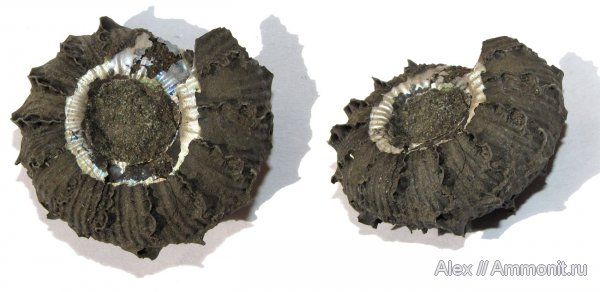 аммониты, юра, волжский ярус, Еганово, Craspedites, Ammonites, Volgian, Jurassic