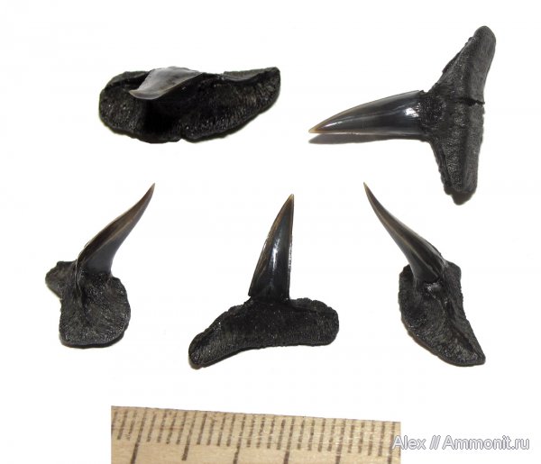 Ископаемые рыбы