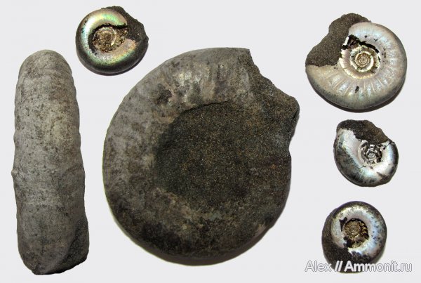 аммониты, юра, макроконхи, Kachpurites, волжский ярус, Kachpurites fulgens, Ammonites, Macroconchs, Volgian, Jurassic