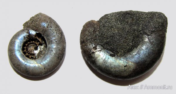 аммониты, юра, Kachpurites, волжский ярус, Kachpurites fulgens, Ammonites, отпечатки мускулов, Volgian, Jurassic