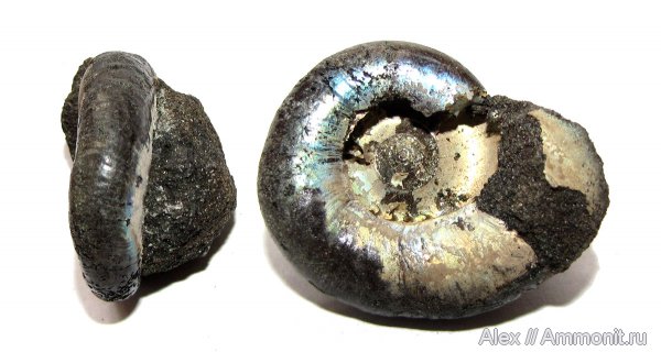 аммониты, юра, Kachpurites, волжский ярус, Kachpurites fulgens, прижизненные повреждения, Ammonites, ammonoid sublethal injuries, Volgian, Jurassic
