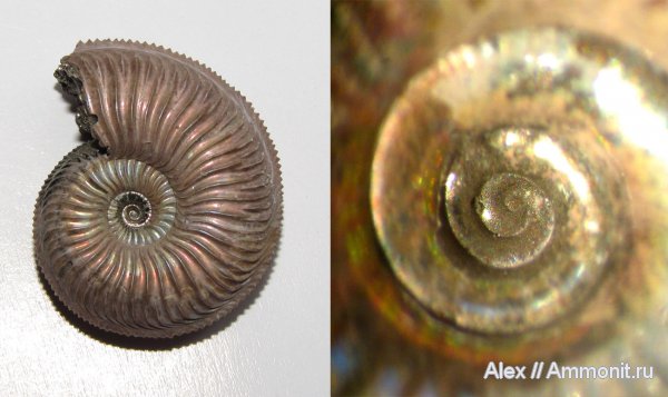 юра, оксфорд, Amoeboceras, Amoeboceras alternoides, протоконх, аммонителла, ammonitella, Oxfordian, Jurassic