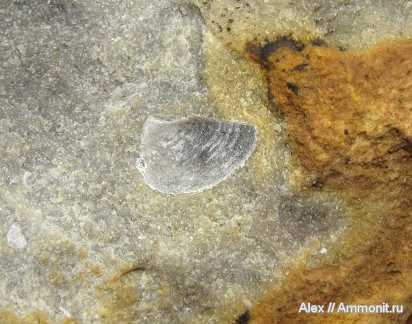 кимеридж, аптихи, Laevaptychus, Aspidoceratinae, Aptychi, aptychus, Kimmeridgian, Upper Jurassic