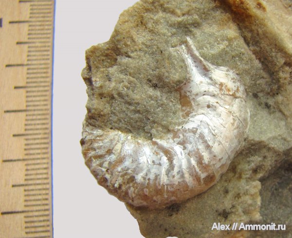 аммониты, кимеридж, ушки, устье, Ammonites, Липицы, Sutneria, Aspidoceratidae, Sutneria eumela, Microconchs, lappets, Kimmeridgian, Upper Jurassic