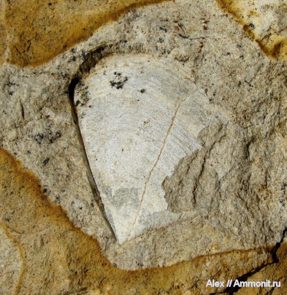 юра, кимеридж, аптихи, Laevaptychus, Aspidoceratidae, Aspidoceratinae, Aptychi, aptychus, Kimmeridgian, Jurassic, Upper Jurassic