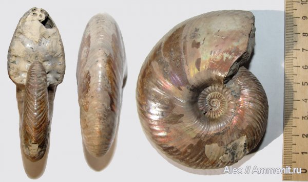 аммониты, юра, макроконхи, келловей, Quenstedtoceras, Quenstedtoceras lamberti, Ammonites, Macroconchs, Callovian, Jurassic, Middle Jurassic