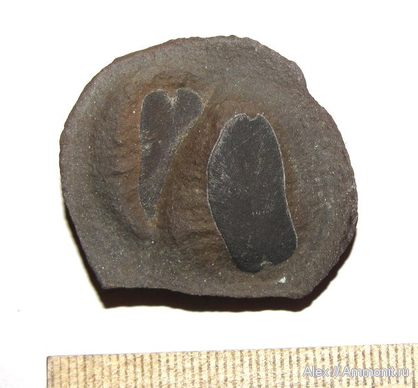 карбон, птеридоспермы, Neuropteris