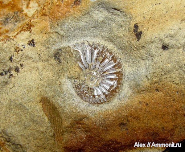 аммониты, юра, Amoeboceras, кимеридж, Cardioceratidae, Ammonites, Hoplocardioceras, Kimmeridgian, Hoplocardioceras beaugrandi