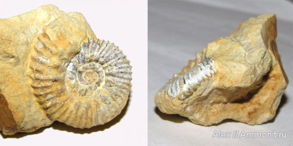 аммониты, юра, кимеридж, Aulacostephanus eudoxus, Aulacostephanus, Ammonites, Aulacostephanidae, Kimmeridgian, Jurassic, Upper Jurassic
