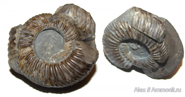 аммониты, юра, прижизненные повреждения, Parkinsonia, Ammonites, Parkinsoniidae, Jurassic