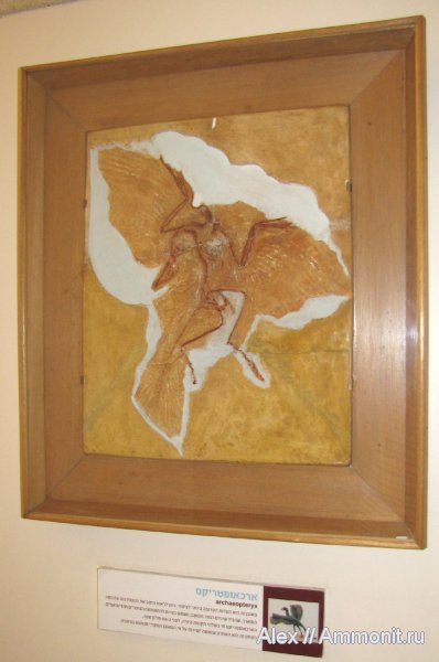 музеи, Archaeopteryx, Archaeopteryx lithographica