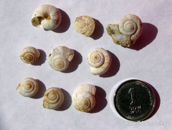 гастроподы, прижизненная окраска, Израиль, Нетания, Helicidae