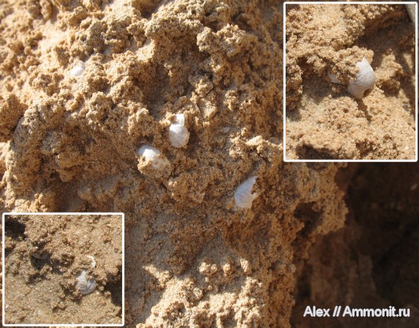 гастроподы, Израиль, Нетания, Helicidae