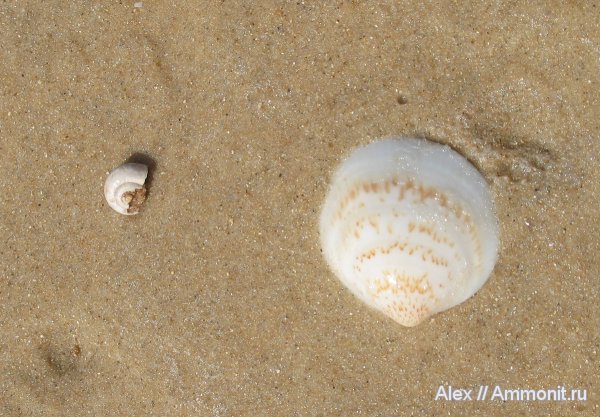 гастроподы, Израиль, Helicidae