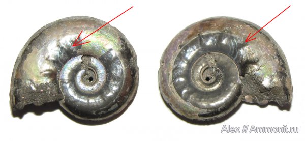 аммониты, юра, Brightia, келловей, Ammonites, Callovian, Jurassic, Middle Jurassic