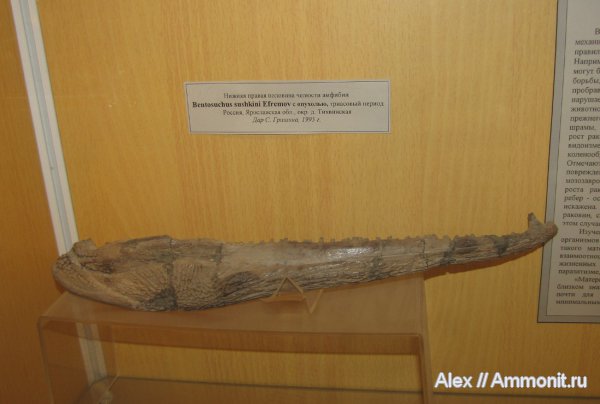 триас, музеи, Benthosuchus, ГГМ РАН, Benthosuchus sushkini, Triassic