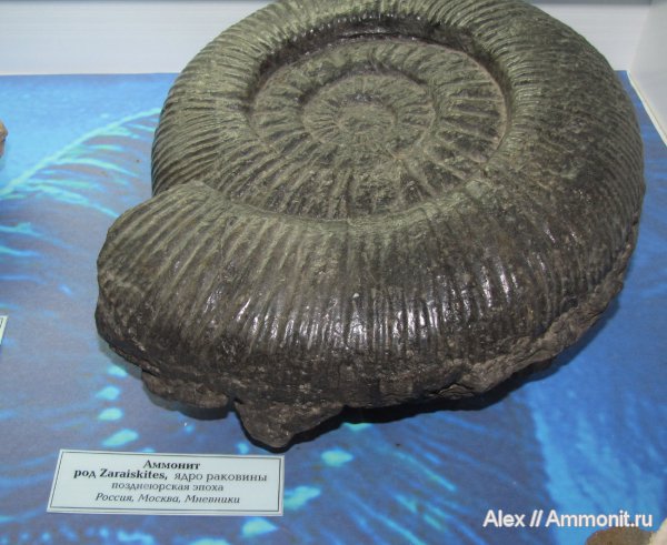 аммониты, юра, Zaraiskites, волжский ярус, Ammonites, ГГМ РАН, Volgian, Jurassic