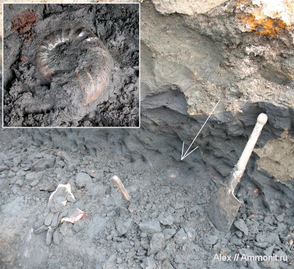 аммониты, юра, Kachpurites, волжский ярус, Kachpurites fulgens, Ammonites, Volgian, Jurassic