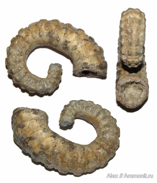 аммониты, мел, гетероморфные аммониты, Ammonitoceras, апт, Ammonites, Pseudoaustraliceras, Aptian, Cretaceous, heteromorph ammonites