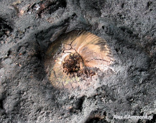 аммониты, юра, волжский ярус, Craspedites, Ammonites, зона Kachpurites fulgens, Craspedites fragilis, Craspeditidae, Volgian, Jurassic