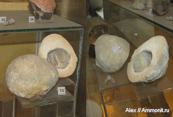 брахиоподы, губки, Choristites, Chaetetes, Chaetetes radians, ГГМ РАН