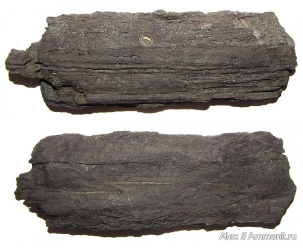 юра, волжский ярус, окаменевшее дерево, Еганово, зона Kachpurites fulgens, Volgian, Jurassic