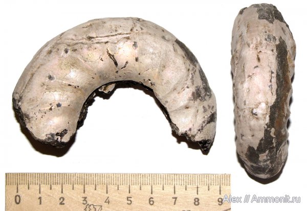 аммониты, юра, макроконхи, Kachpurites, волжский ярус, Мневники, Laugeites, Subcraspedites, Ammonites, Dorsoplanitidae, Macroconchs, Volgian, Jurassic