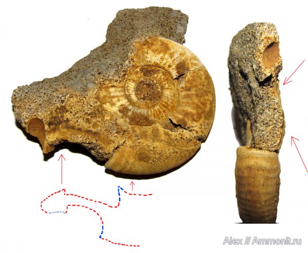 аммониты, юра, микроконхи, келловей, Indosphinctes, Perisphinctidae, ушки, устье, Ammonites, Microconchs, lappets, Callovian, Jurassic, Middle Jurassic
